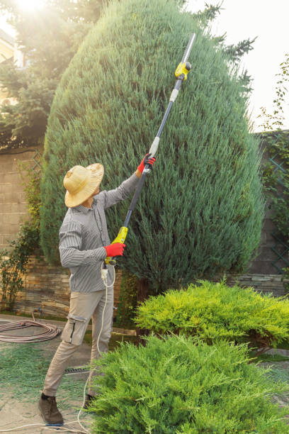 Best Commercial Tree Services  in Tashua, CT